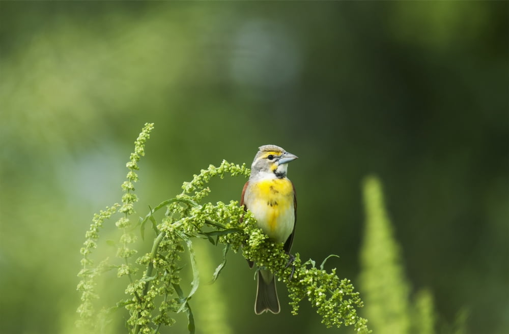 Posterazzi A Male Dickcissel (Spiza Americana) Perches On A Dock Plant Vian Oklahoma United States Of America Canvas Art - Robert L Potts Design Pics (38 x 24)