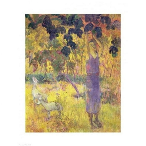 Posterazzi BALBAL106357LARGE Man Picking Fruit From A Tree 1897 Poster Print by Paul Gauguin - 24 x 36 in. - Large