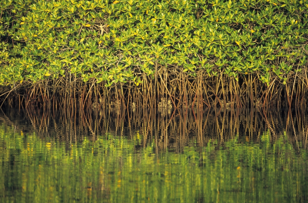 Posterazzi Mangroves Reflected In The Water At Black Turtle Cove Santa Cruz Island Galapagos Islands Ecuador Canvas Art - Guy Marks Design Pics (38 x 24)