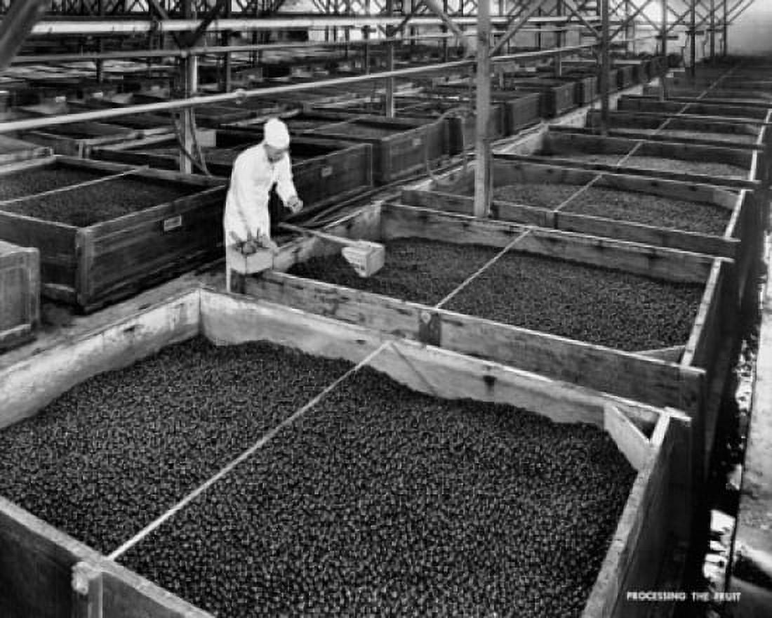 Posterazzi Manual worker examining olives in a factory Lindsay California USA Canvas Art -  (24 x 36)