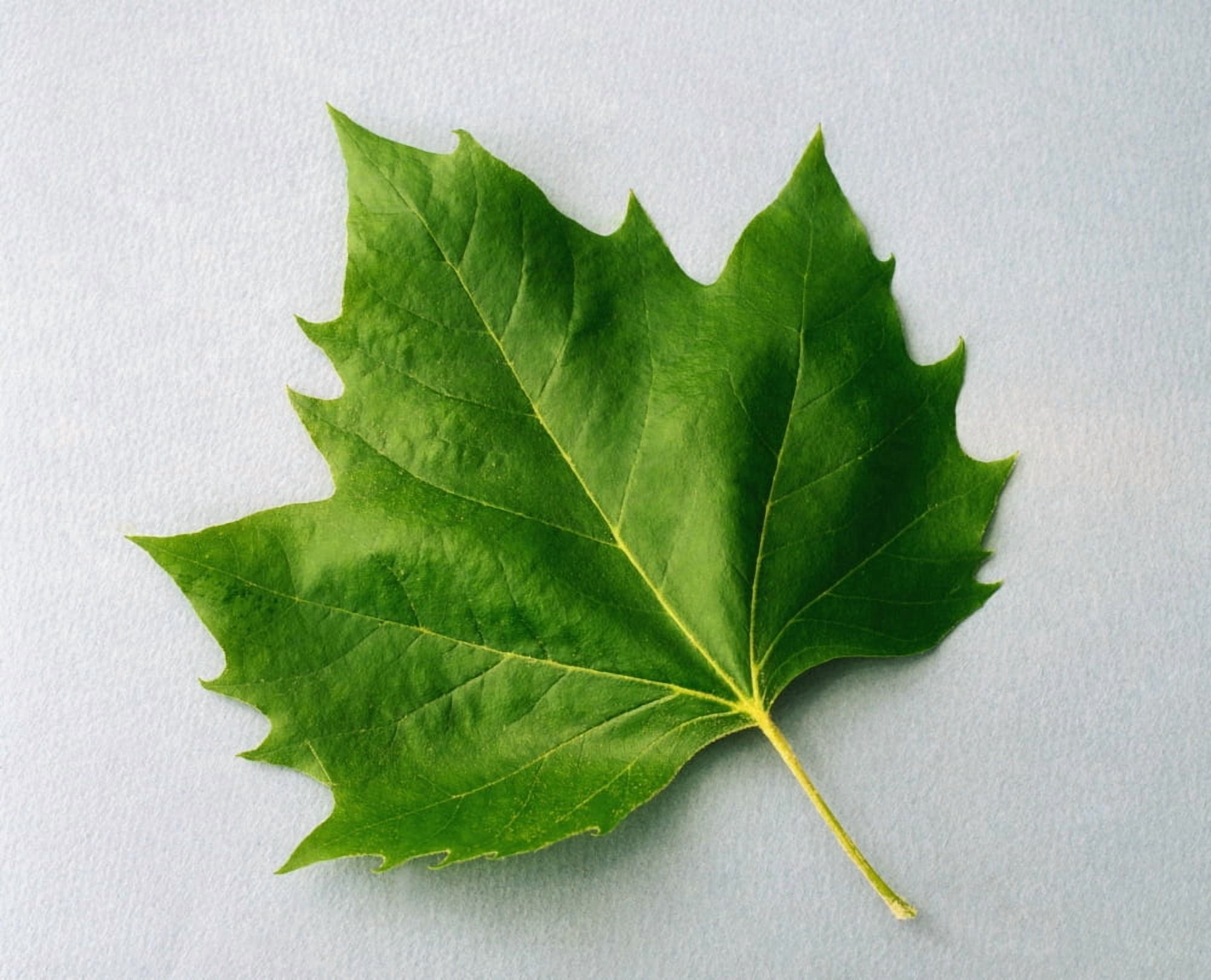 Posterazzi Maple Leaf Canvas Art - The Irish Image Collection  Design Pics (34 x 26)