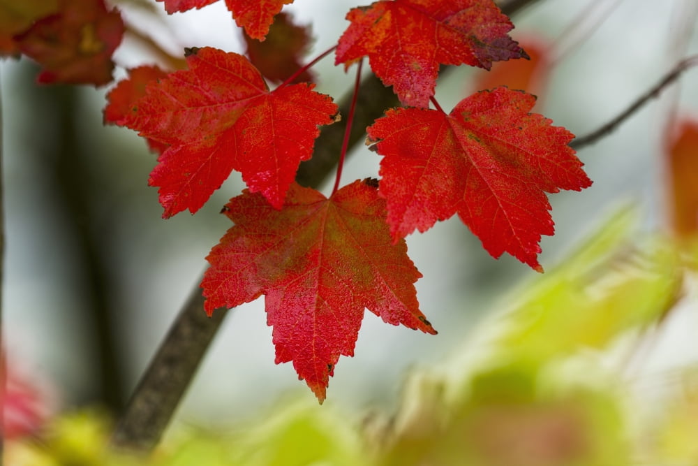 Posterazzi Maple leaves show off their autumn hues Astoria Oregon United States of America Canvas Art - Robert L Potts  Design Pics (38 x 24)