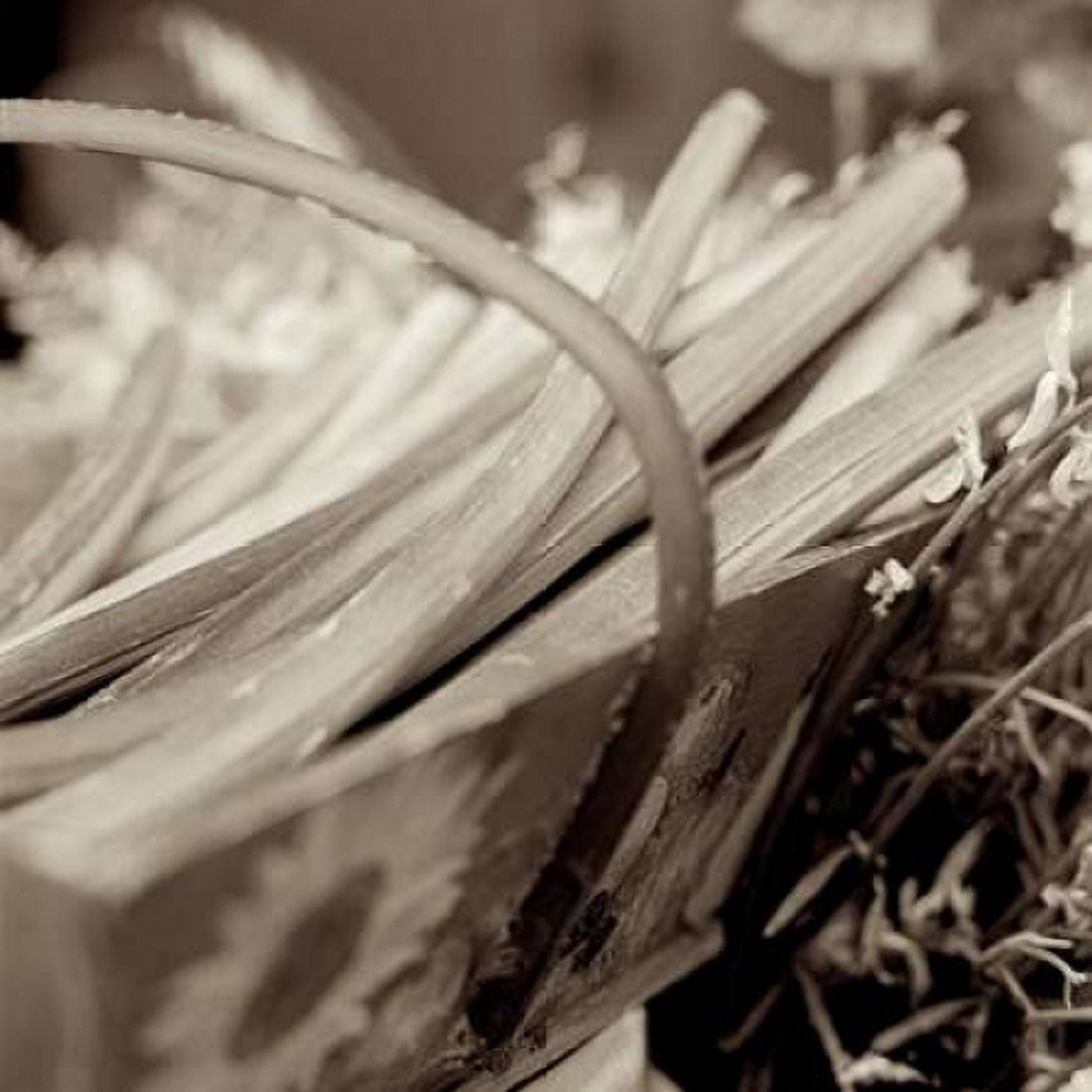 Posterazzi Marketplace - 22 Canvas Art - Alan Blaustein (24 x 24)