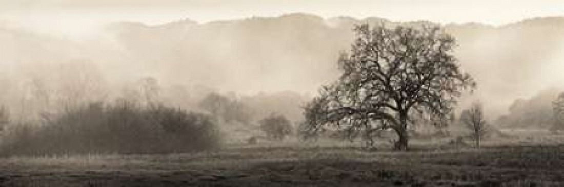 Posterazzi Meadow Oak Tree Canvas Art - Alan Blaustein (12 x 36)