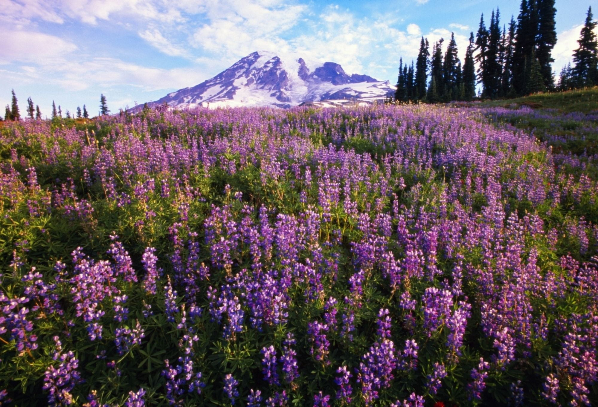 Posterazzi Meadow Of Purple Flowers Blooming Paradise Park Valley Mount Rainier National Park Canvas Art - Natural Selection Craig Tuttle Design Pics (36 x 24)