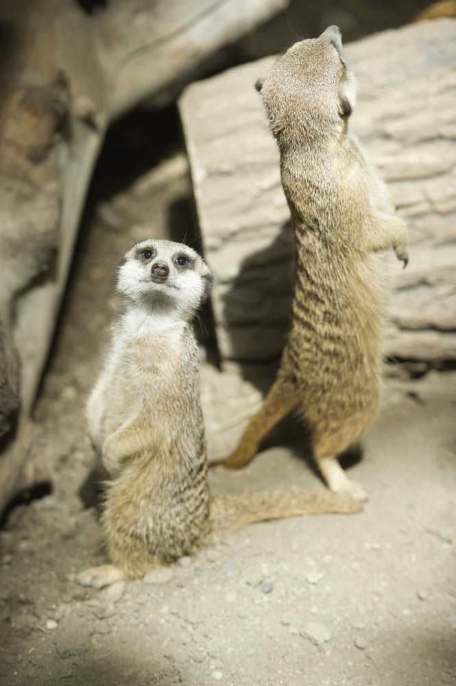 Posterazzi Meerkats standing upright at the Calgary Zoo Calgary Alberta Canada Canvas Art - John Kroetch Design Pics (24 x 38)
