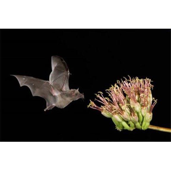 Posterazzi  Mexican Long-Tongued Bat Poster Print by Rolf Nussbaumer - 35 x 23 in.