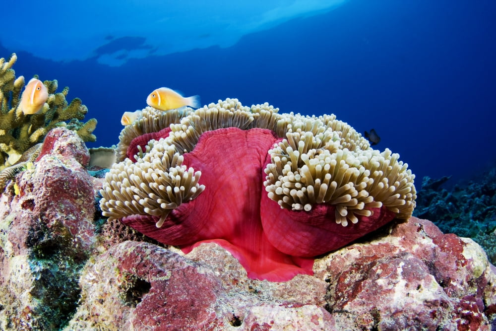 Posterazzi Micronesia Anemonefish (Amphiprion Perideraion) And Sea Anemone (Heteractis Magnifica) Yap Canvas Art - Dave Fleetham Design Pics (34 x 22)