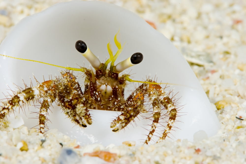 Posterazzi Micronesia Hermit Crab On Seafloor Sand (Dardanus Lagopodes) Yap Canvas Art - Dave Fleetham Design Pics (34 x 22)