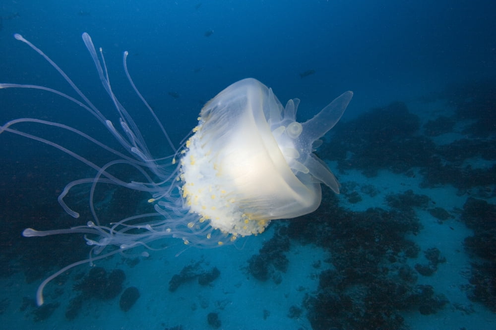 Posterazzi Micronesia Palua Jellyfish (Cephea Cephea) Near The Ocean Floor Canvas Art - Dave Fleetham Design Pics (34 x 22)