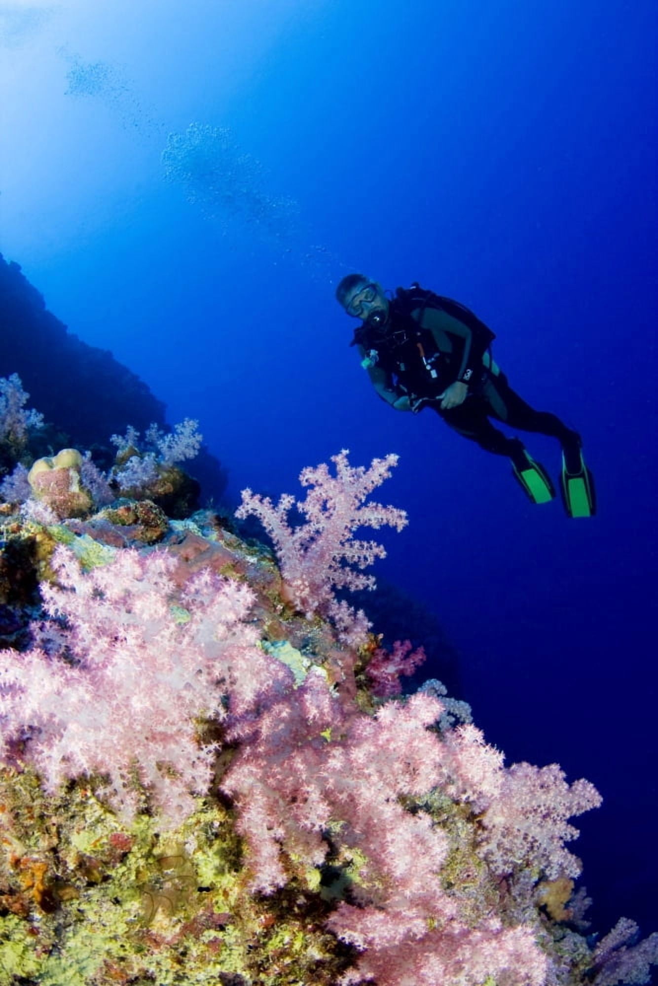Posterazzi Micronesia Yap Acyonarian Coral Illuminated With Diver Above Canvas Art - Dave Fleetham Design Pics (22 x 34)