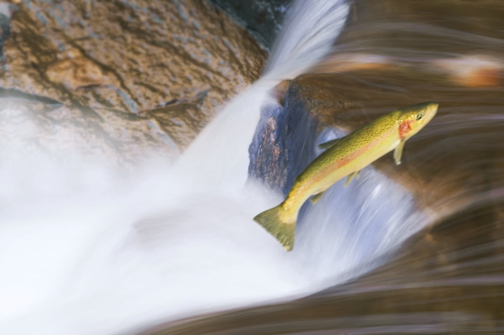 Posterazzi Miigrating Steelhead Salmon Leaping Over Falls Canvas Art - Thomas Kitchin & Victoria Hurst Design Pics (34 x 22)