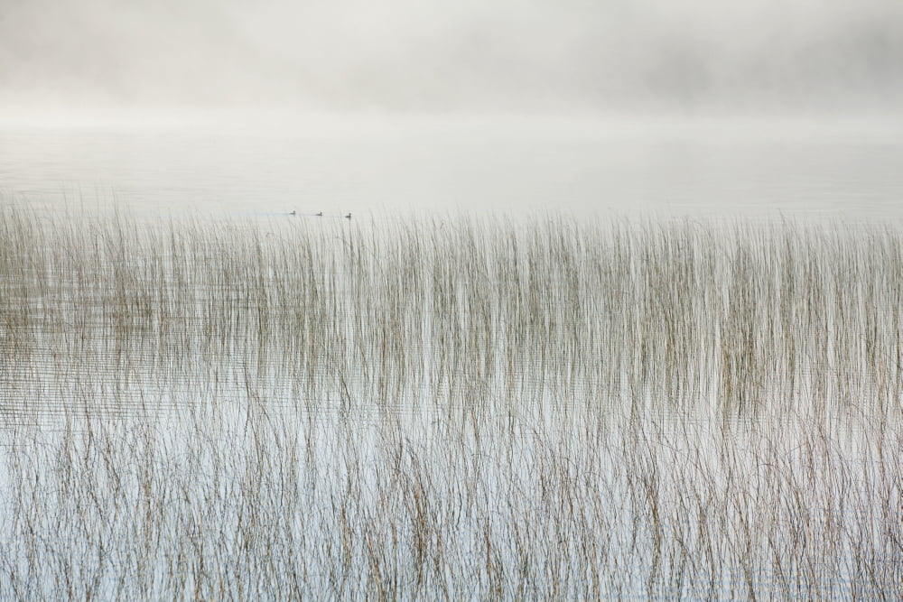Posterazzi Mist On A Lake With Reeds Ontario Canada Canvas Art - Susan Dykstra Design Pics (38 x 24)