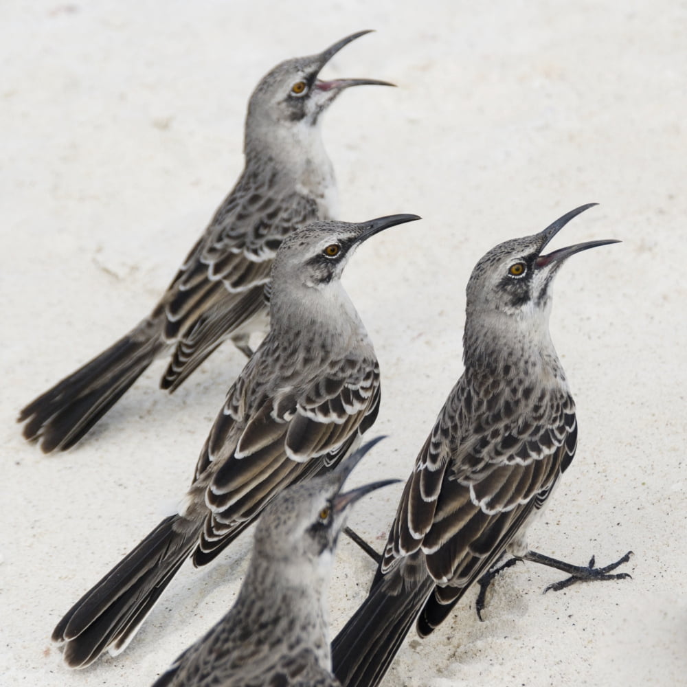 Posterazzi Mockingbirds (Mimidae) Galapagos Equador Canvas Art - Keith Levit Design Pics (24 x 24)
