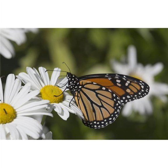 Posterazzi Monarch Butterfly Nectaring on A Montauk Daisy in Autumn - Madison Connecticut United States of America Poster Print - 38 x 24 in. - Large