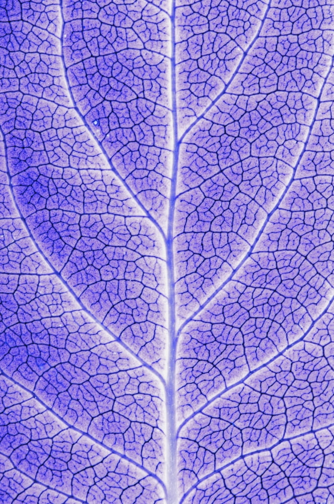 Posterazzi Monotone Close Up Of Leaf Canvas Art - Sean White Design Pics (22 x 34)