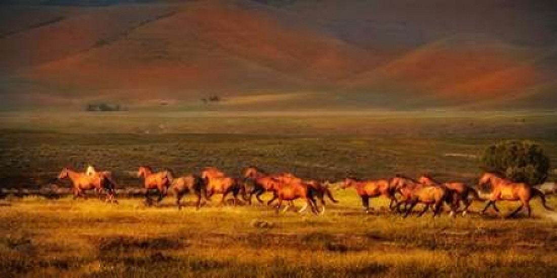 Posterazzi Montana Dreaming Canvas Art - Lisa Dearing (24 x 48)