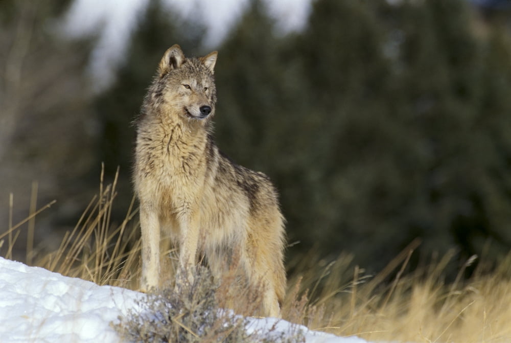 Posterazzi Montana Gray Wolf (Canis Lupus) Full Length View Standing In Snow A52D Canvas Art - John Hyde Design Pics (38 x 24)