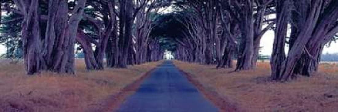 Posterazzi Monterey Cypress Trees Point Reyes California Canvas Art - Richard Berenholtz (8 x 24)