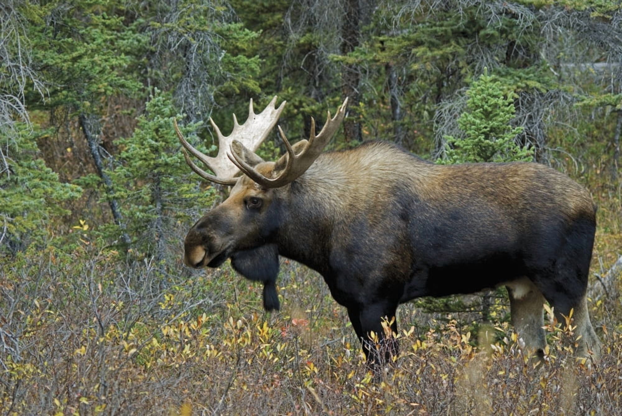 Posterazzi Moose (Alces Alces) In A Forest Alberta Canada Canvas Art - Philippe Widling  Design Pics (36 x 24)