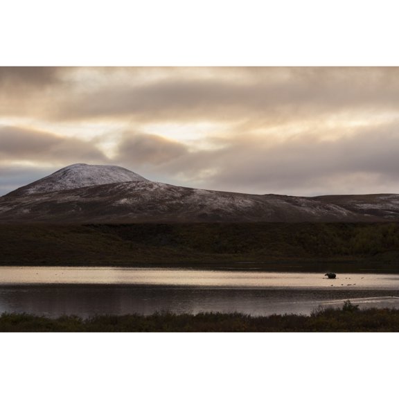 Posterazzi DPI12271109 A Moose Feeds in Two Moose Lake Along The Dempster Highway with The Last Light of The Day Lilluminating The Freshly Sno Poster Print - 19 x 12 in.