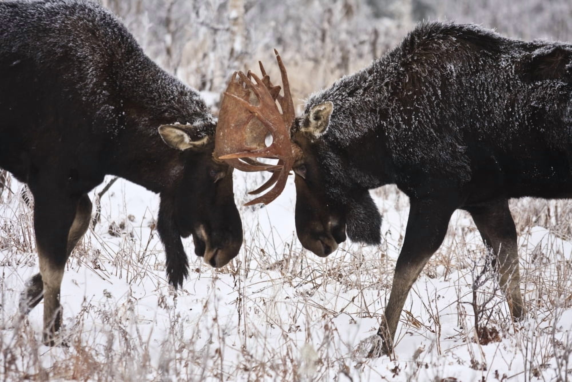 Posterazzi Moose Fighting Gaspesie National Park Quebec Canvas Art - Nicolas Bradette Design Pics (34 x 22)