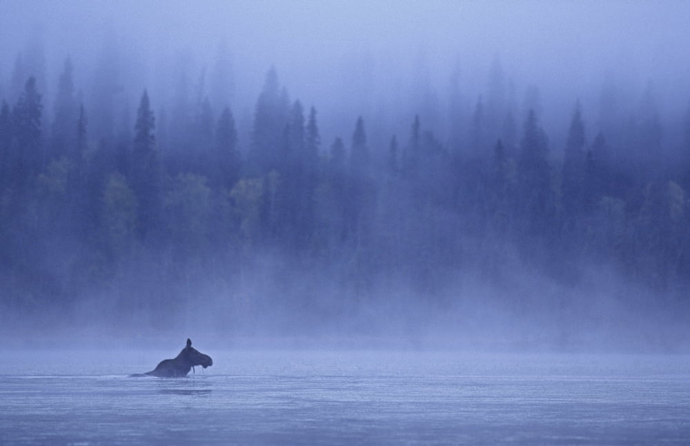 Posterazzi Moose In Fog Bowron Lake Park British Columbia Canvas Art - Chris Harris Design Pics (34 x 22)