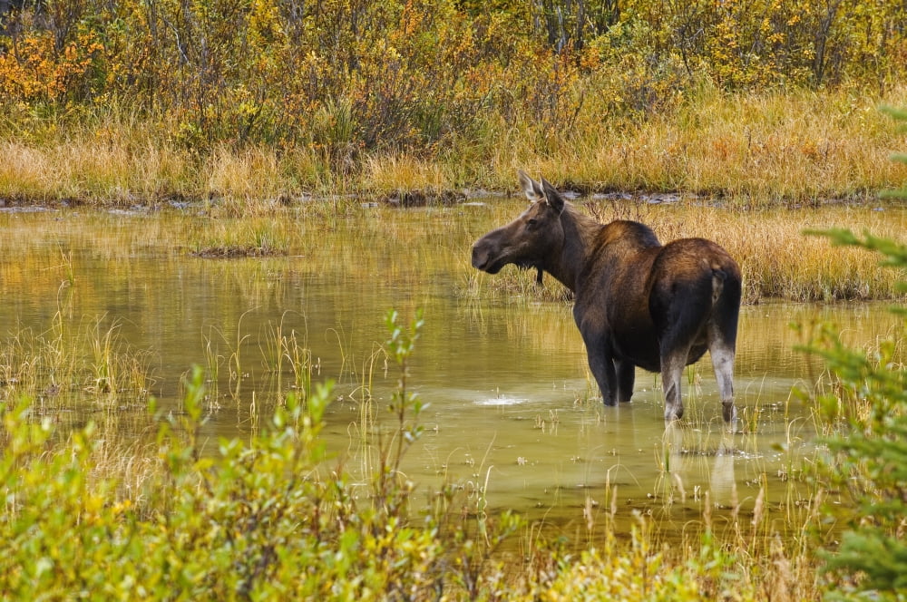 Posterazzi Moose In Pond In Kananaskis Country Alberta Canvas Art - Mike Grandmaison Design Pics (36 x 24)