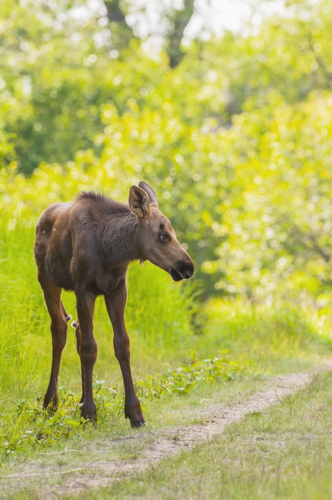 Posterazzi Moose calf in Kincaid Park Anchorage Southcentral Alaska summer Canvas Art - Michael Jones Design Pics (24 x 38)