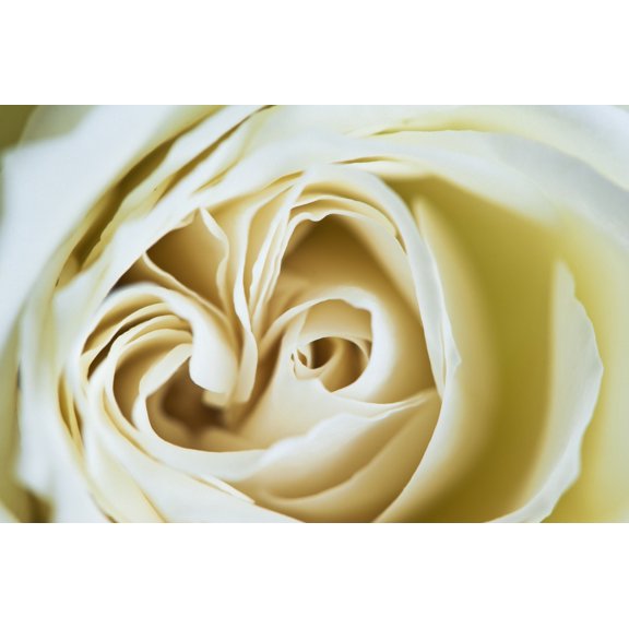Posterazzi Morocco Detail of rose in the gardens of La Mamounia Hotel Marrakech Canvas Art - Ian Cumming Design Pics (38 x 24)
