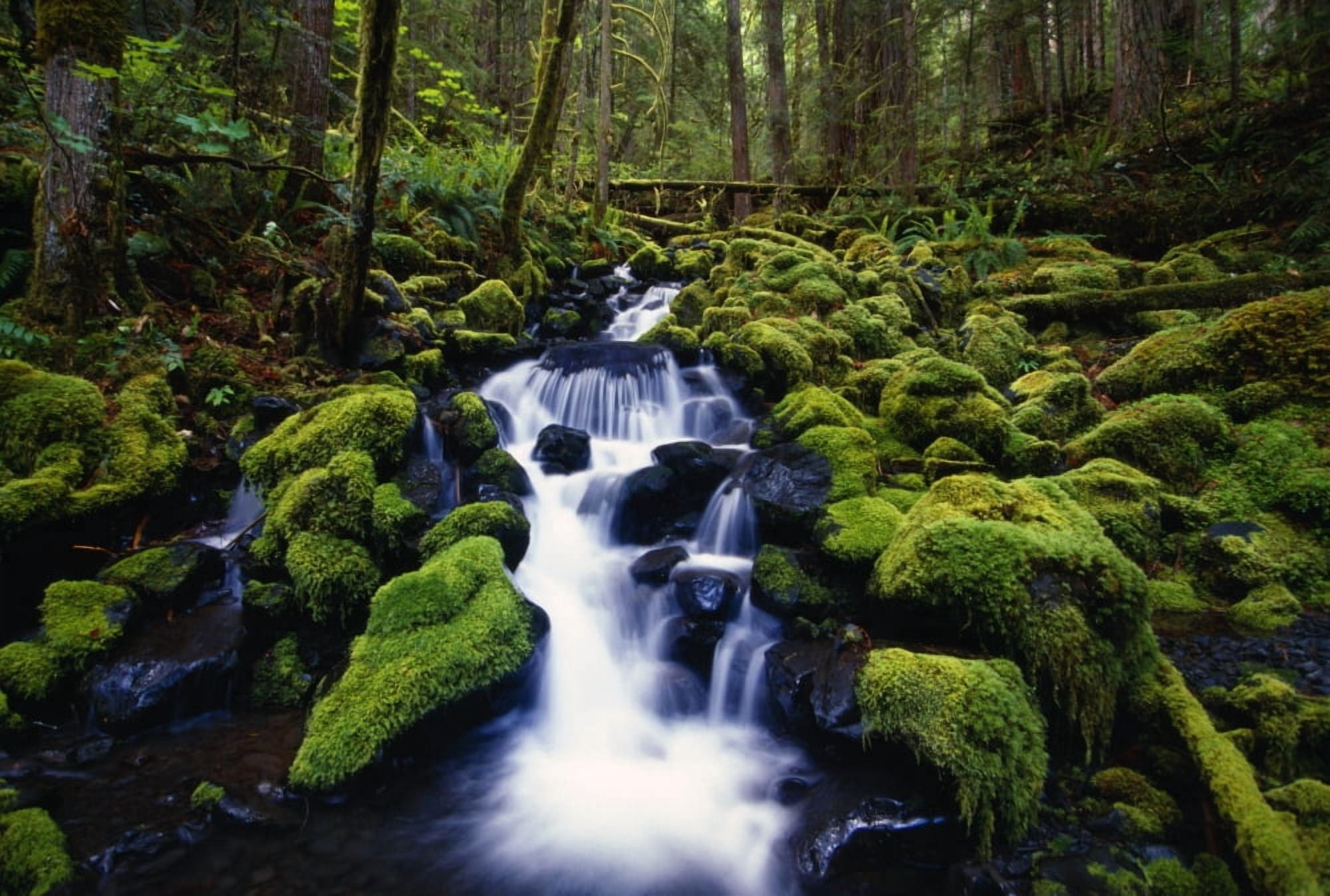 Posterazzi Moss-Covered Rocks In Creek With Small Waterfall Olympic National Park Washington Usa Canvas Art - Natural Selection Craig Tuttle  Design Pics (36 x 24)