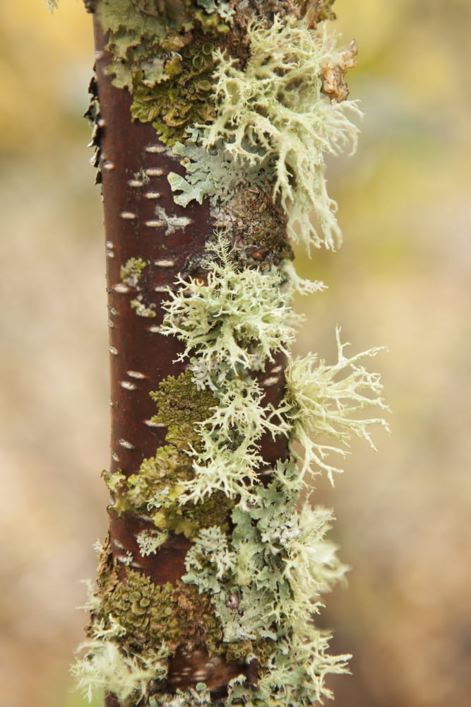 Posterazzi Moss growing on a birch tree trunk Thunder Bay Ontario Canada Canvas Art - Susan Dykstra Design Pics (24 x 36)