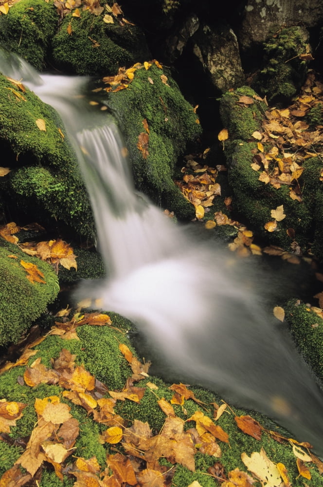 Posterazzi Mount Head Creek Mount Carleton Provincial Park New Brunswick Canvas Art - Ron Watts Design Pics (22 x 34)