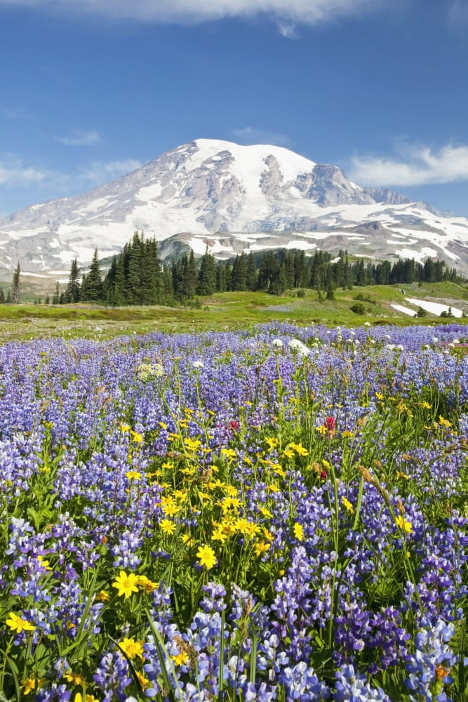 Posterazzi Mount Rainier National Park Washington United States Of America Wildflowers In Paradise Park With Mount Rainier In The Background Canvas Art - Craig Tuttle  Design Pics (24 x 38)