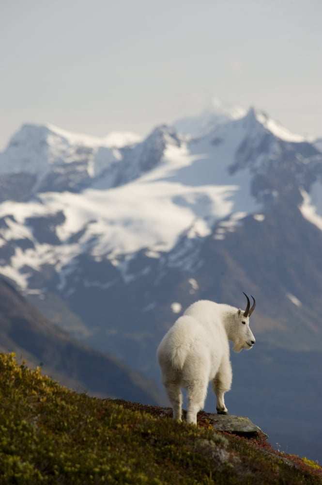 Posterazzi A Mountain Goat Stands On A Ridge With The Scenic Kenai Mountains In The Background During Autumn Kenai Peninsula Southcentral Alaska Canvas Art - Daryl Pederson Design Pics (22 x 34)
