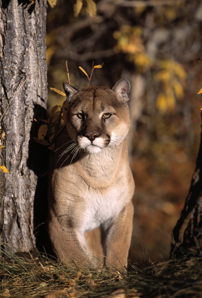 Posterazzi Mountain Lion Canvas Art - Natural Selection David Ponton Design Pics (24 x 36)