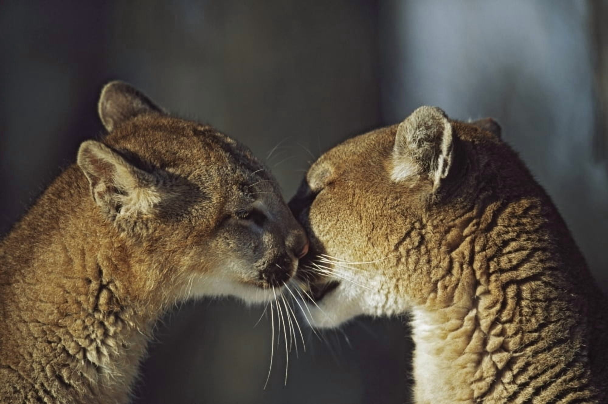 Posterazzi Mountain Lion (Felis Concolor) Cub Nuzzles Mothers Face Montana Usa Canvas Art - David Ponton Design Pics (38 x 24)