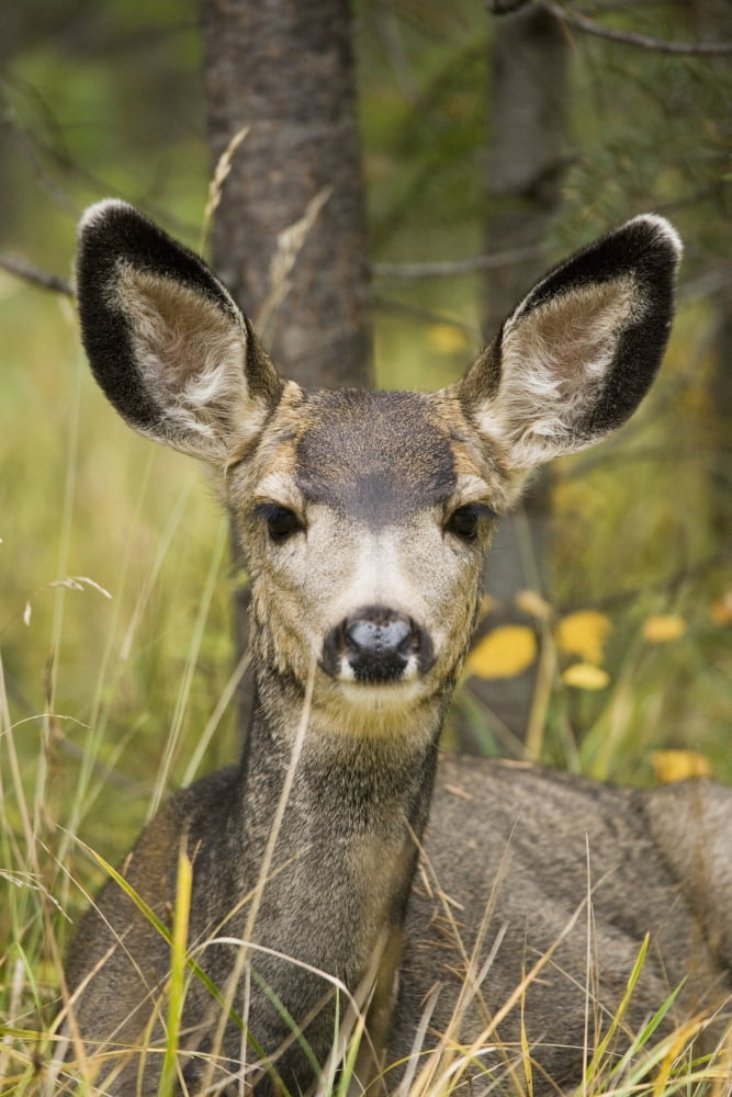 Posterazzi Mule Deer Near Maligne Lake Jasper National Park Alberta Canada Canvas Art - Henry Georgi Photography Inc Design Pics (22 x 34)