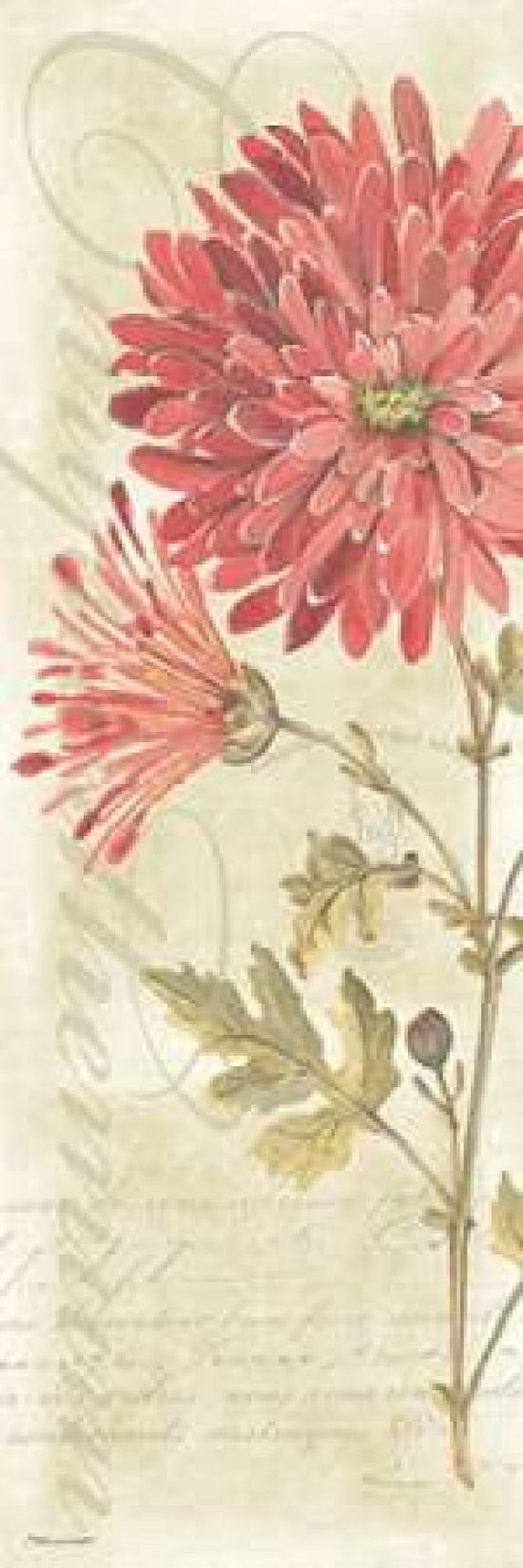 Posterazzi Mums Canvas Art - Stephanie Marrott (12 x 36)