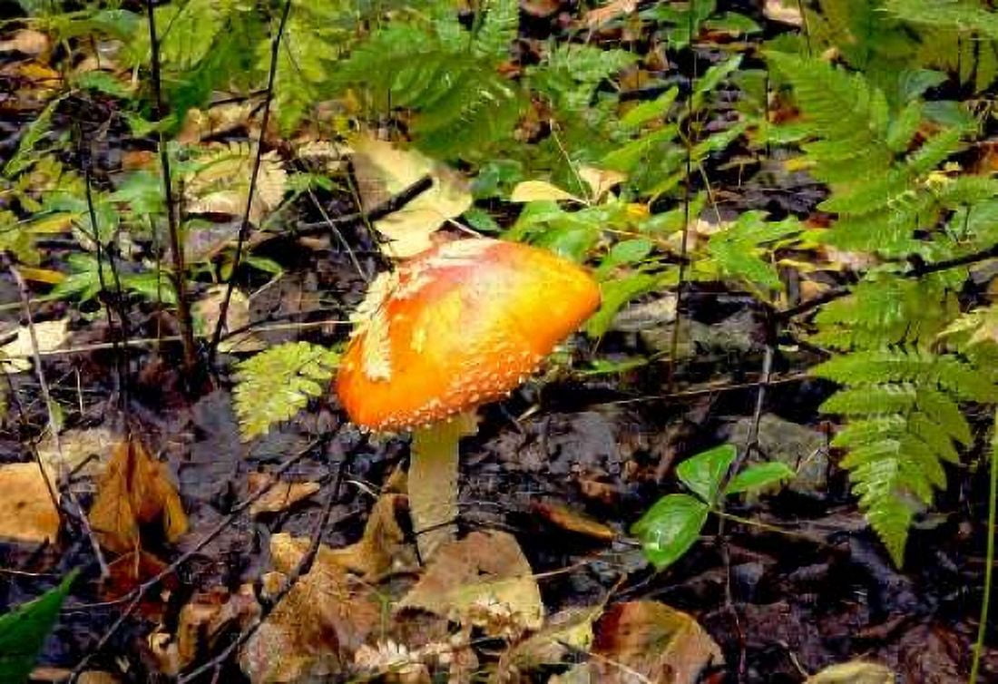 Posterazzi Mushroom 2 Canvas Art - John Stalowy (20 x 28)