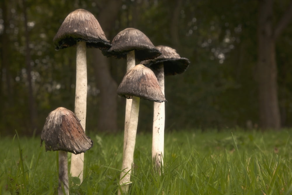 Posterazzi Mushrooms With Tall Stems Growing In The Grass Northumberland England Canvas Art - John Short  Design Pics (38 x 24)