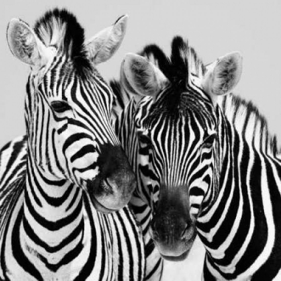 Posterazzi Namibia Zebras Canvas Art - Nina Papiorek (24 x 24)