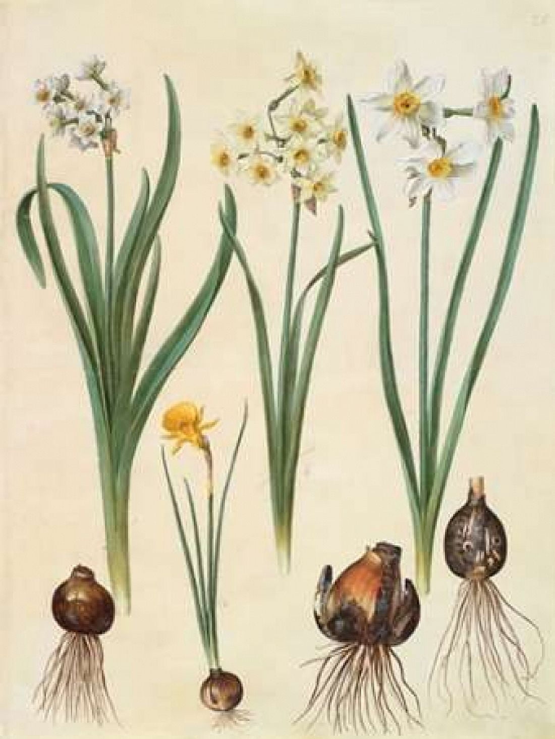 Posterazzi Narcissus Canvas Art - Johannes S Holtzbecher (22 x 28)