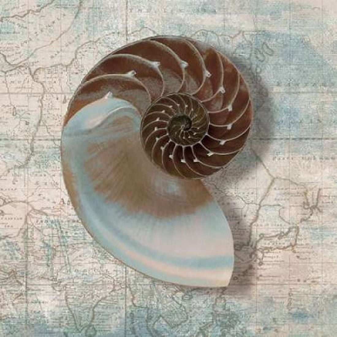 Posterazzi Nautilus Canvas Art - Ted Broome (24 x 24)