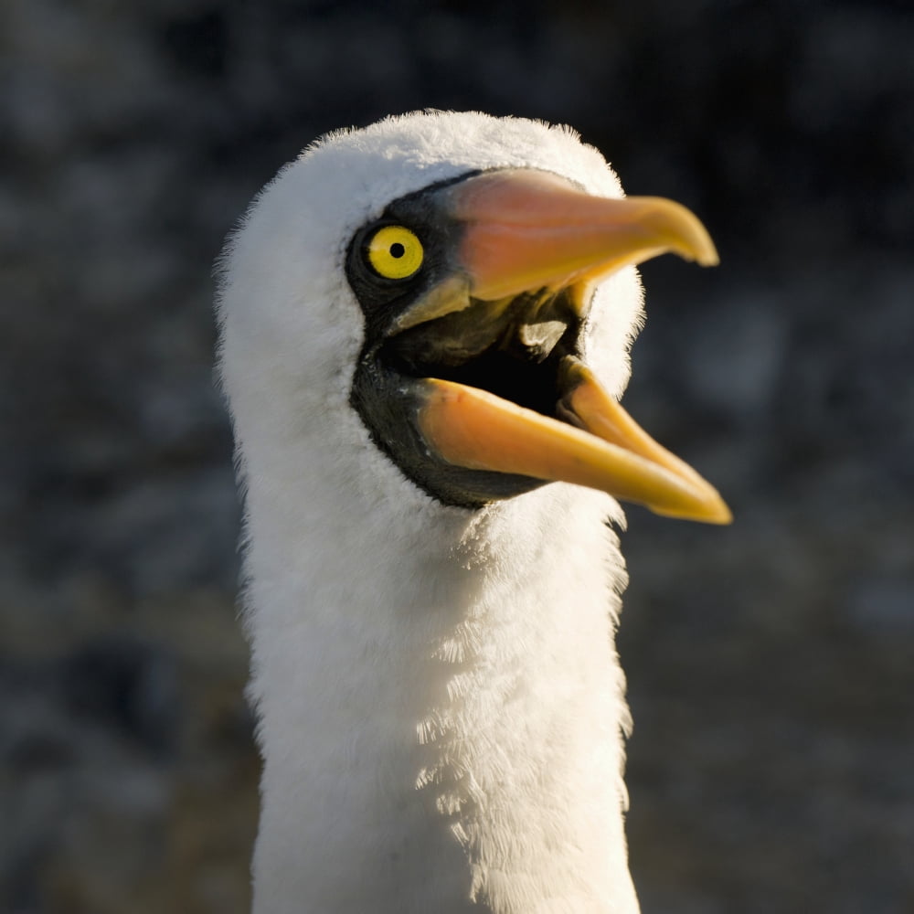 Posterazzi Nazca Booby (Sula Granti) Galapagos Equador Canvas Art - Keith Levit Design Pics (24 x 24)