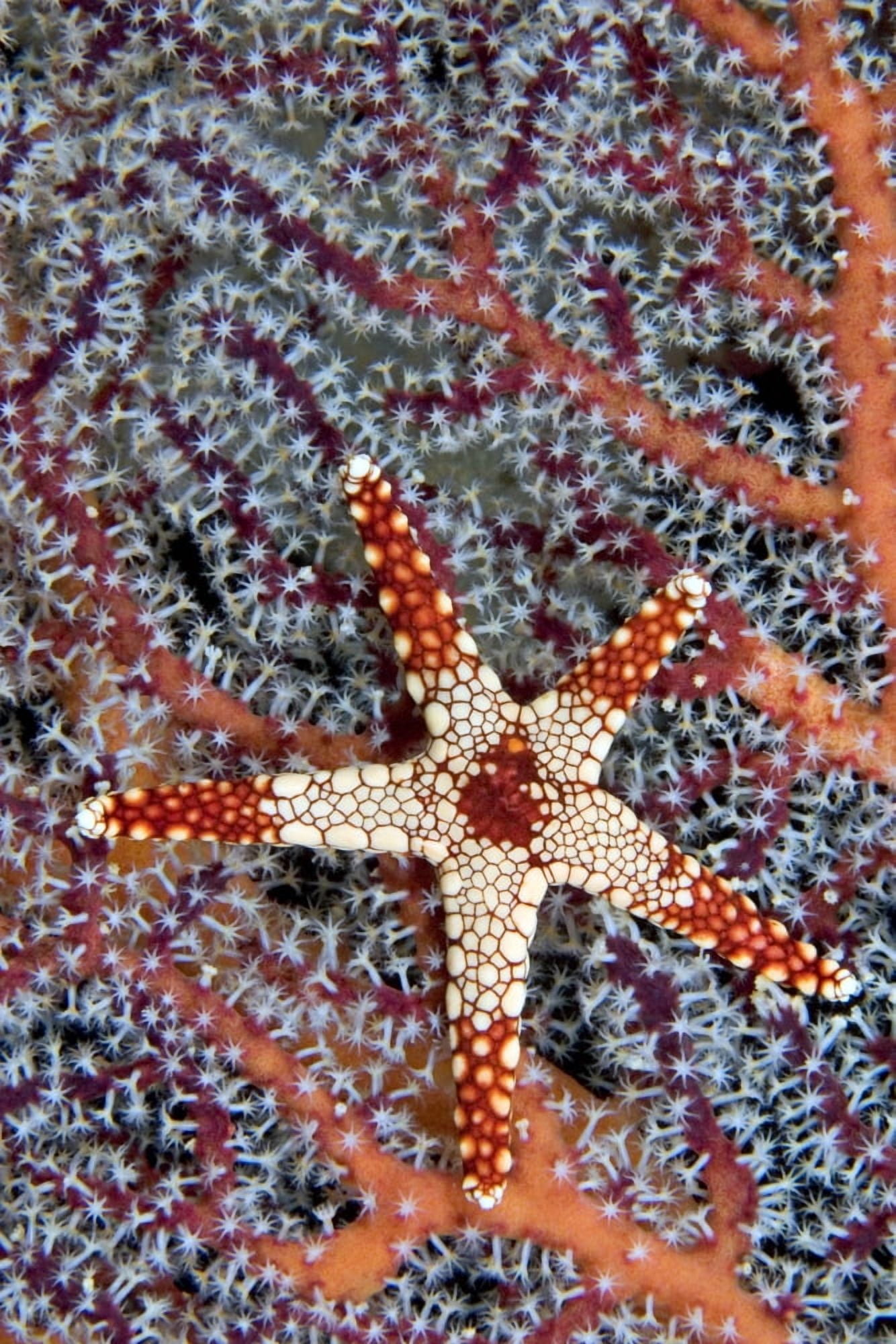 Posterazzi Necklace Seastar (Fromia Monilis) on gorgonian coral Indonesia Canvas Art - Dave Fleetham Design Pics (22 x 34)