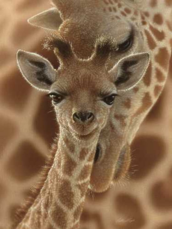 Posterazzi New Born Canvas Art - Colin Bogle (18 x 24)