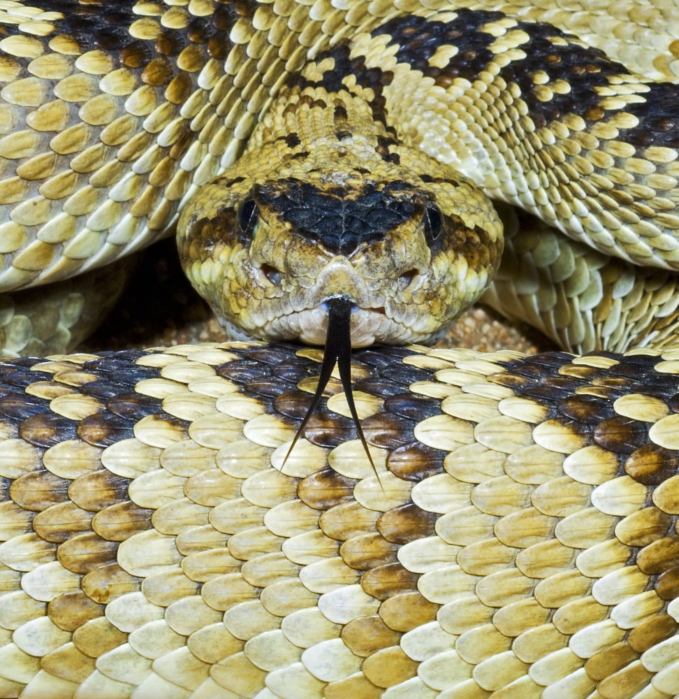 Posterazzi Northern Black-Tailed Rattlesnake Canvas Art - Jack Goldfarb Design Pics (24 x 24)