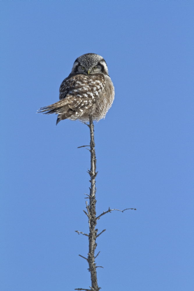Posterazzi Northern Boreal Owl Canvas Art - Robert Postma Design Pics (22 x 34)
