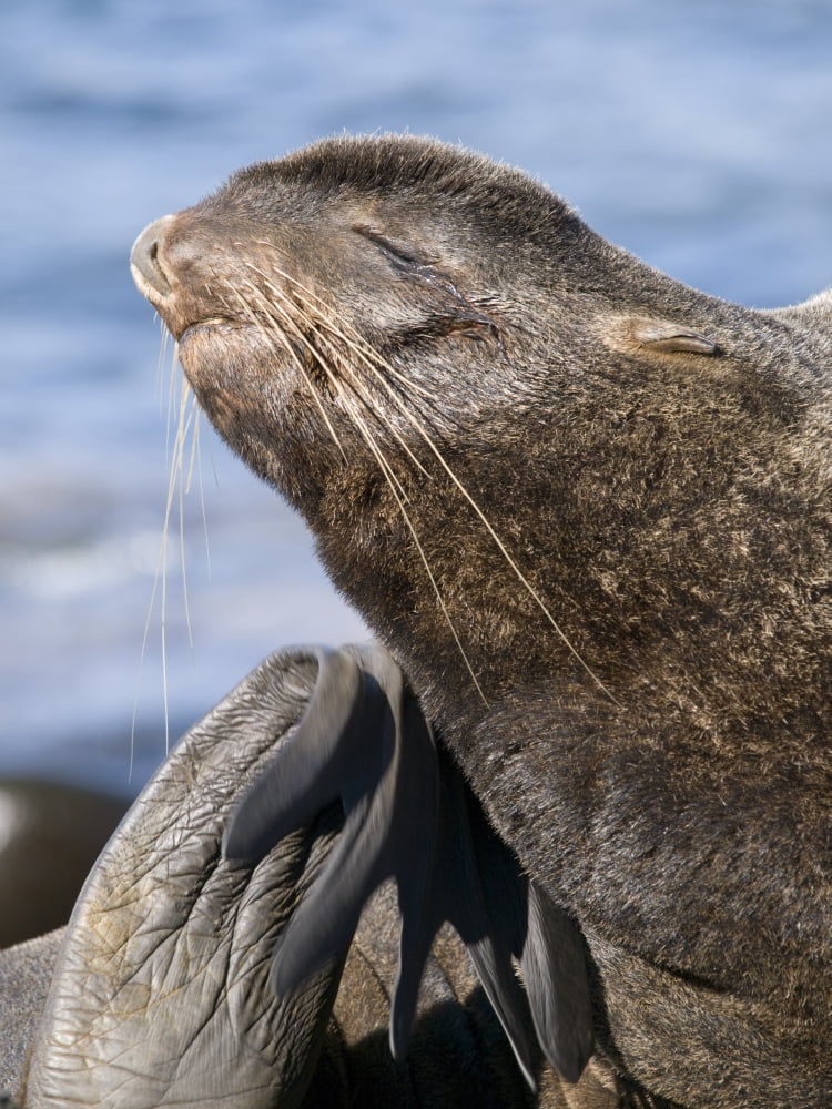 Posterazzi Northern Fur Seal Bull Grooms Himself While Sunbathing St Paul Island Southwest Alaska Summer Canvas Art - John Gibbens Design Pics (24 x 34)